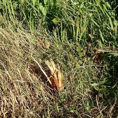 Oeps! Door kinderen geplante elzen zomaar weggemaaid