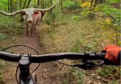 WATCH. American mountain biker slams on brakes for cow with huge horns