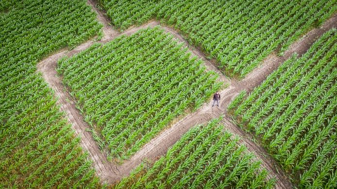 Doolhof Nederland; van grootste maisdoolhof tot labyrinth - Reisliefde