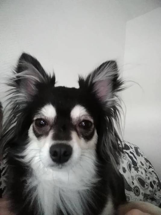 Chihuahua Kaylie.