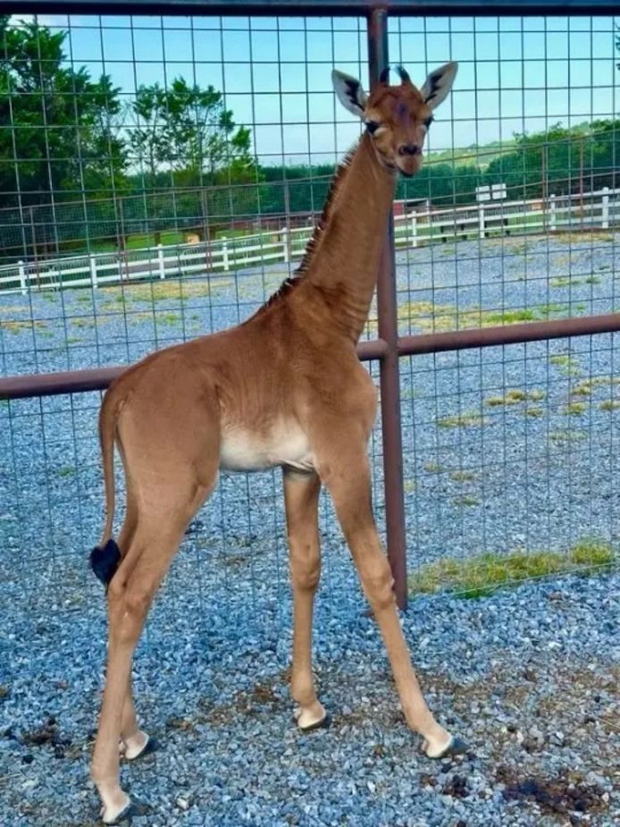 Giraffe zonder vlekken geboren in Amerikaanse dierentuin: ‘Enige ter ...