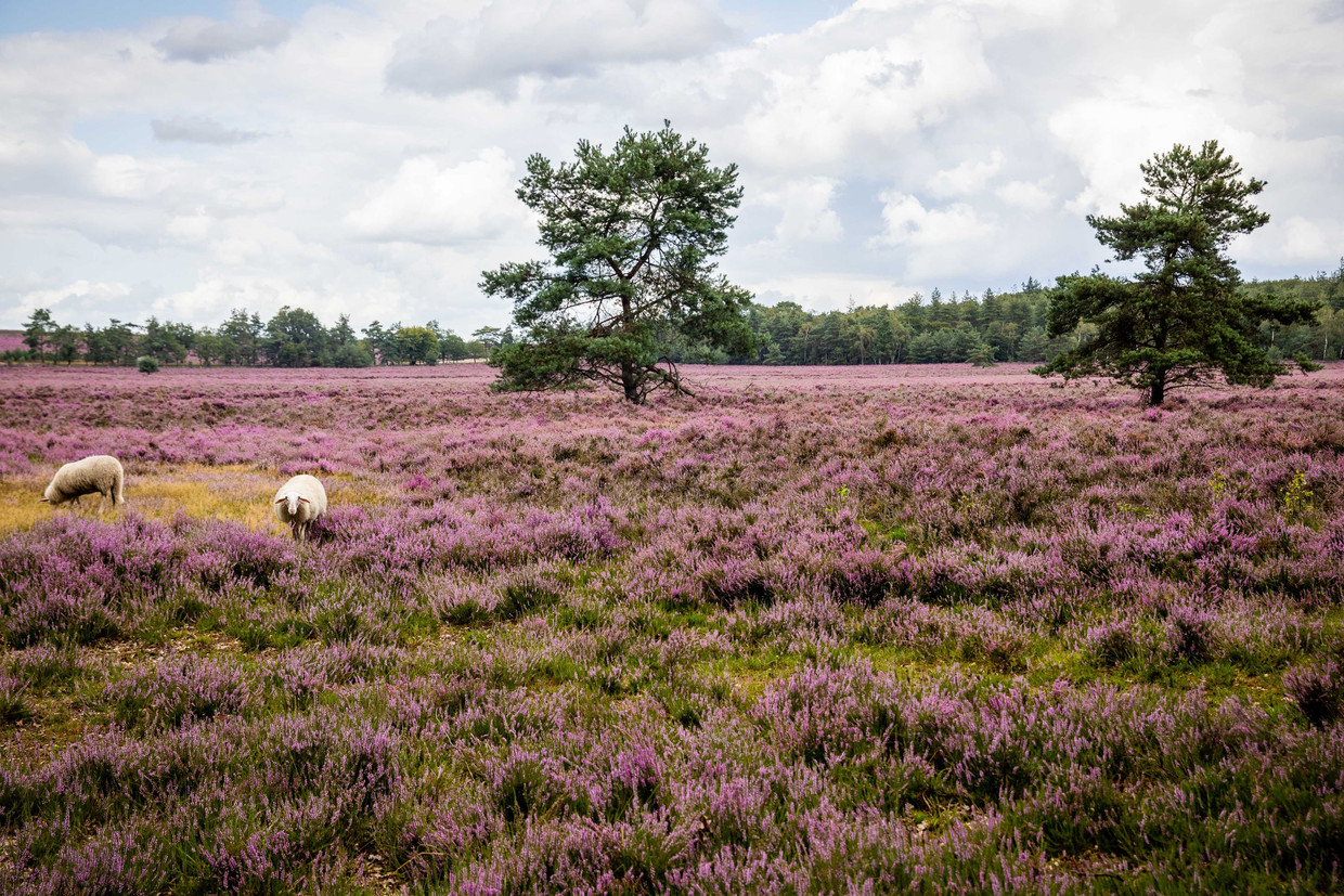 Bloeiende heide op de Veluwe in augustus 2019.