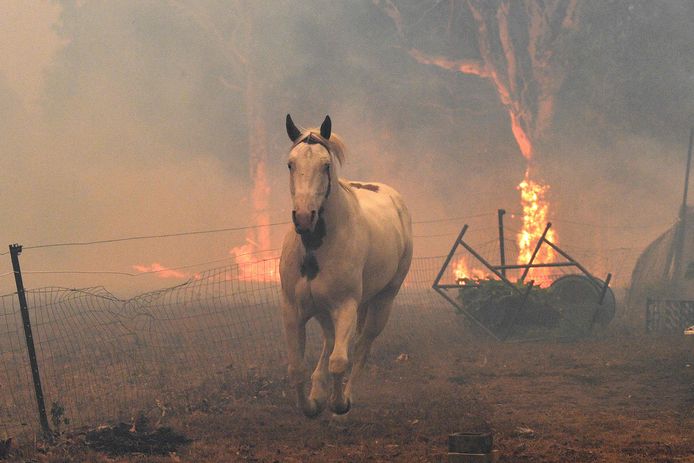 Een paard vlucht voor het vuur in Nowra.