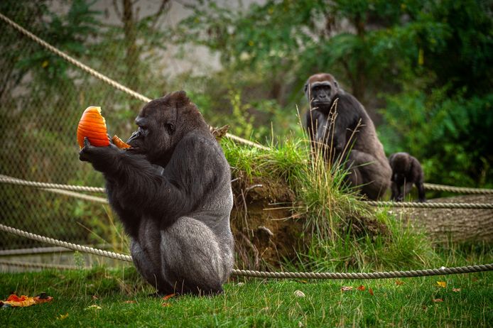 De gorilla's krijgen er voor de zomer van 2020 een kleine babygorilla bij