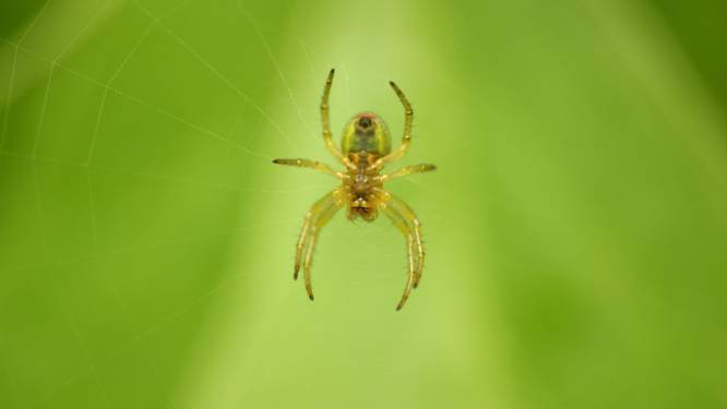 Spin veroorzaakt auto-ongeval