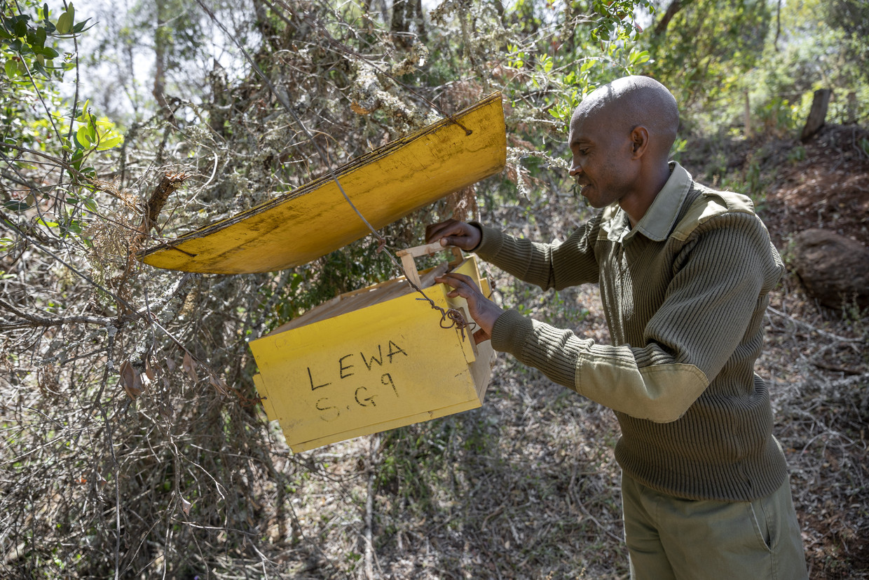 Gemeenschappen in Kenia zetten bijen in om olifanten op afstand te houden. Beeld Jeroen van Loon