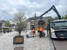 Olijfbomen moeten foutparkeerders weren, plantenbakken op Markt in Veghel