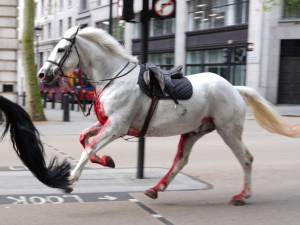 Des chevaux en cavale sèment la pagaille en plein centre de Londres: l’un d’entre eux est couvert de sang