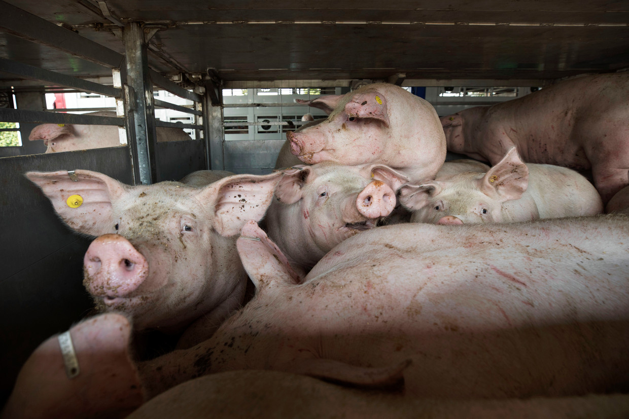 De varkens in de veewagen. Beeld Werry Crone