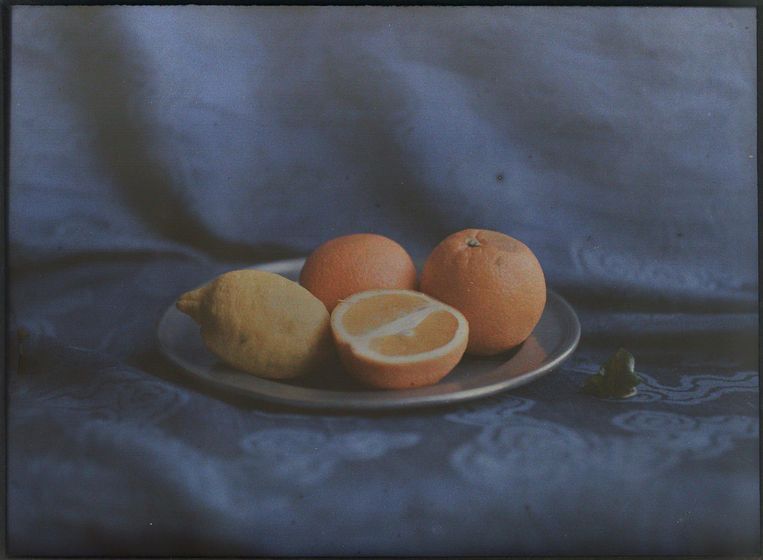 Stilleven met sinaasappels en citroen, c. 1920 of later. Beeld Collectie Universitaire Bibliotheek Leiden