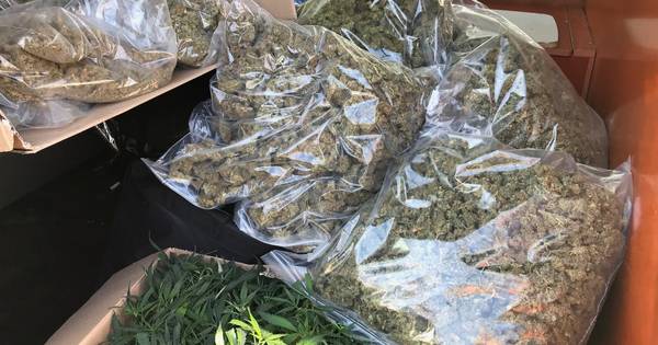 Acht aanhoudingen bij twee hennepzaken in de Bommelerwaard