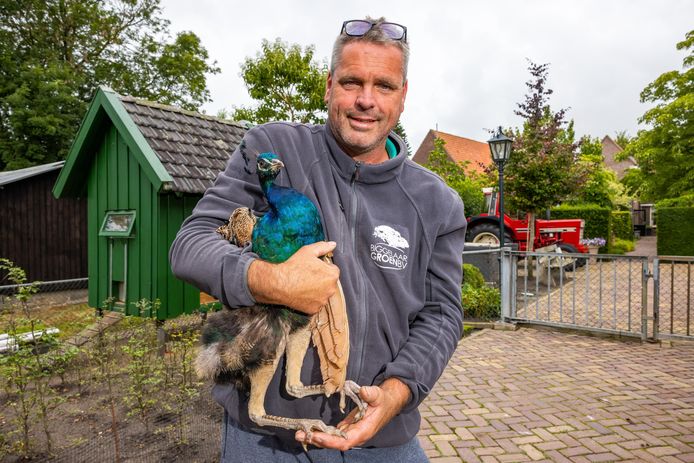 Waalwijker Willem Timmer heeft sinds een paar weken een jonge pauw.