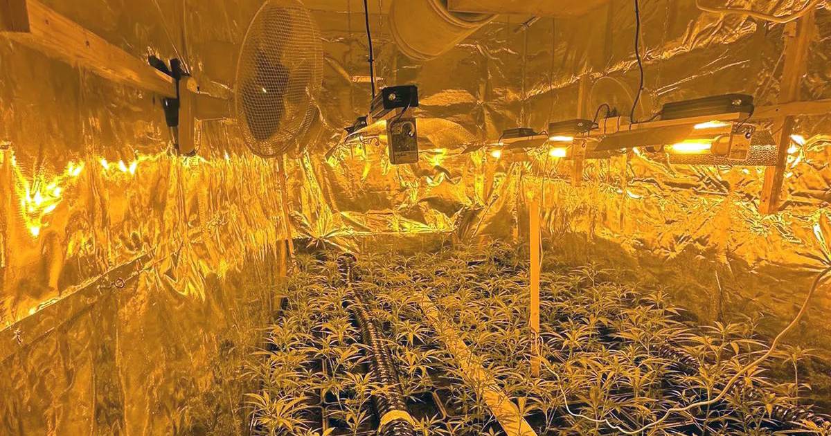Woning in Hank gesloten, wijkagenten vinden er een hennepkwekerij vol jonge planten