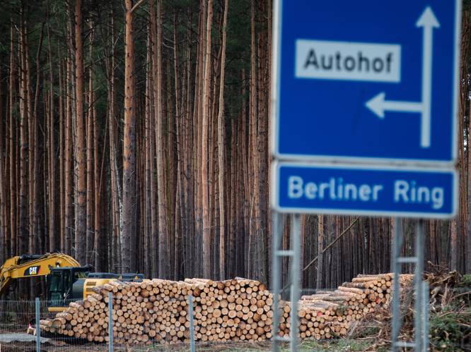 Milieuactivisten kondigen protest aan tegen bomenkap voor Tesla-fabriek in Berlijn