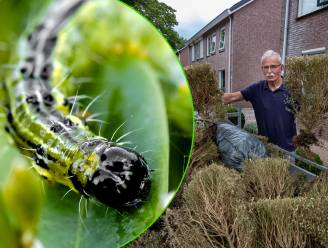 Hoveniers in Twente druk door aangevreten, bruine hagen: ‘Buxus? Daar krijg je bij mij geen garantie meer op’