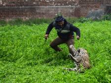 Un léopard provoque la panique dans un village en Inde