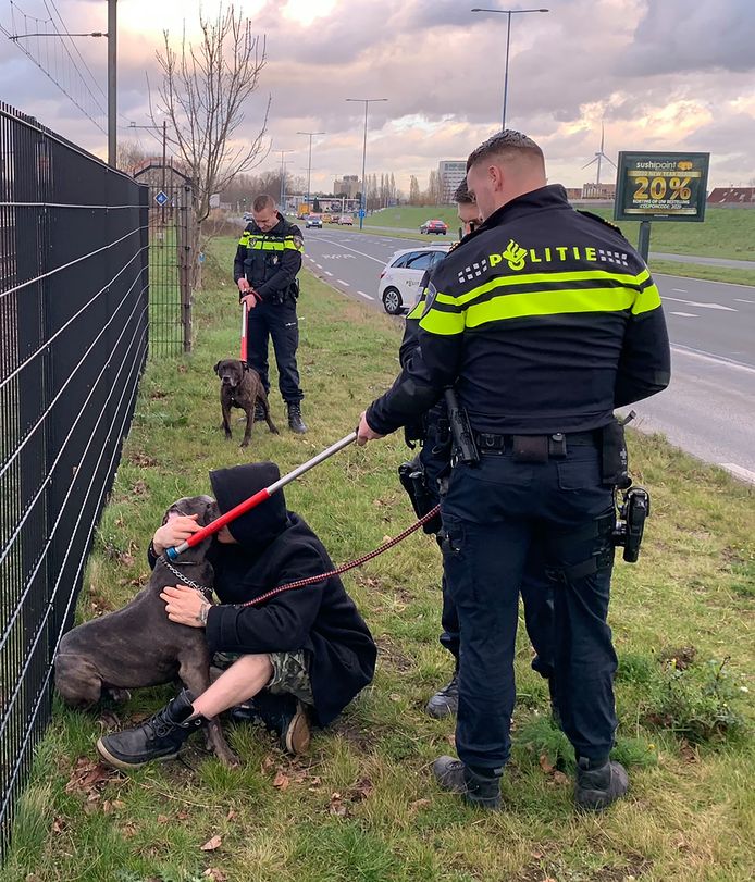 Postbode De Klos Bijtgrage Honden Slaan Toe In Zoetermeer Zoetermeer Ad Nl