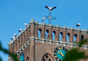 Ooievaars op de toren van de Grote Kerk in Oss.