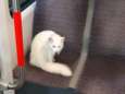 Haagse poes Bowie maakt regelmatig een ritje in Tram 2