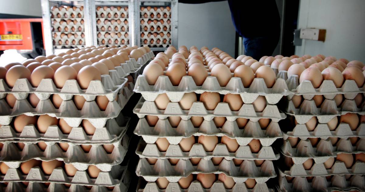 Op maat niettemin Kinderen Prijs eieren in jaar tijd ruim een kwart omhoog, en ook buiten Nederland  stijgen de prijzen fors | Economie | AD.nl
