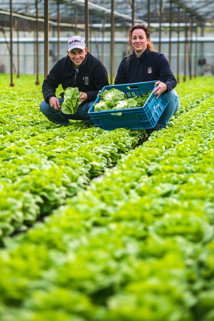 1,3 miljoen kroppen sla uit OudGastel Nieuws bndestem.nl