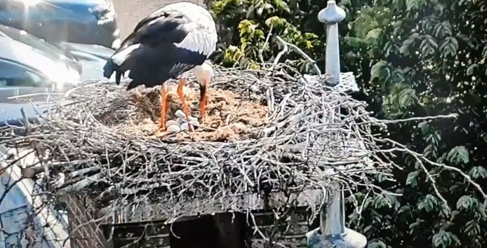 De ooievaars zijn al enige tijd te volgen via een livestream