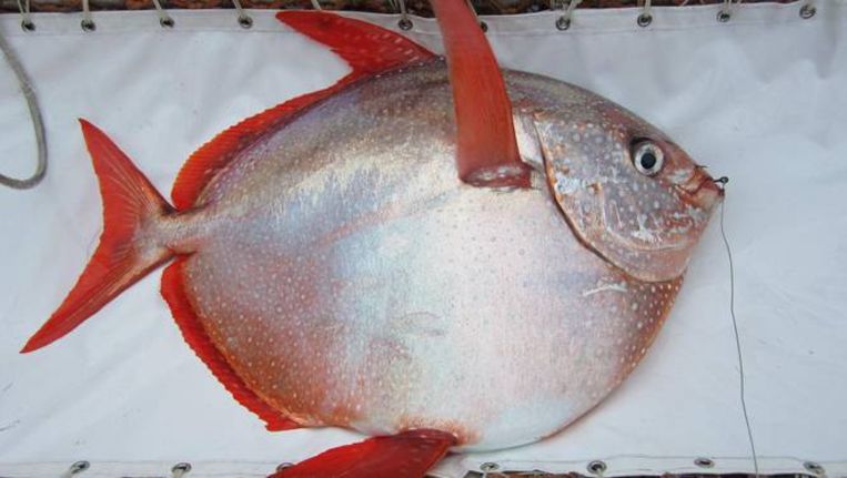 Een koningsvis. Beeld NOAA Fisheries West Coas
