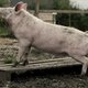 ‘New Pigs on the Block’ ruikt behalve naar een varkensstal – toch ook een beetje naar een manipulatieve truc
