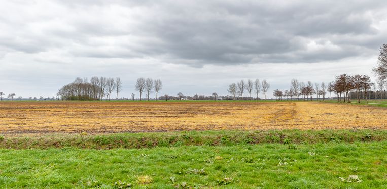 null Beeld Harry Cock