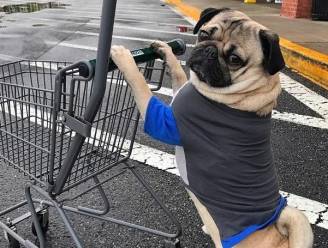 Precies wat we nodig hadden: 7x de schattigste Instagramaccounts van dieren