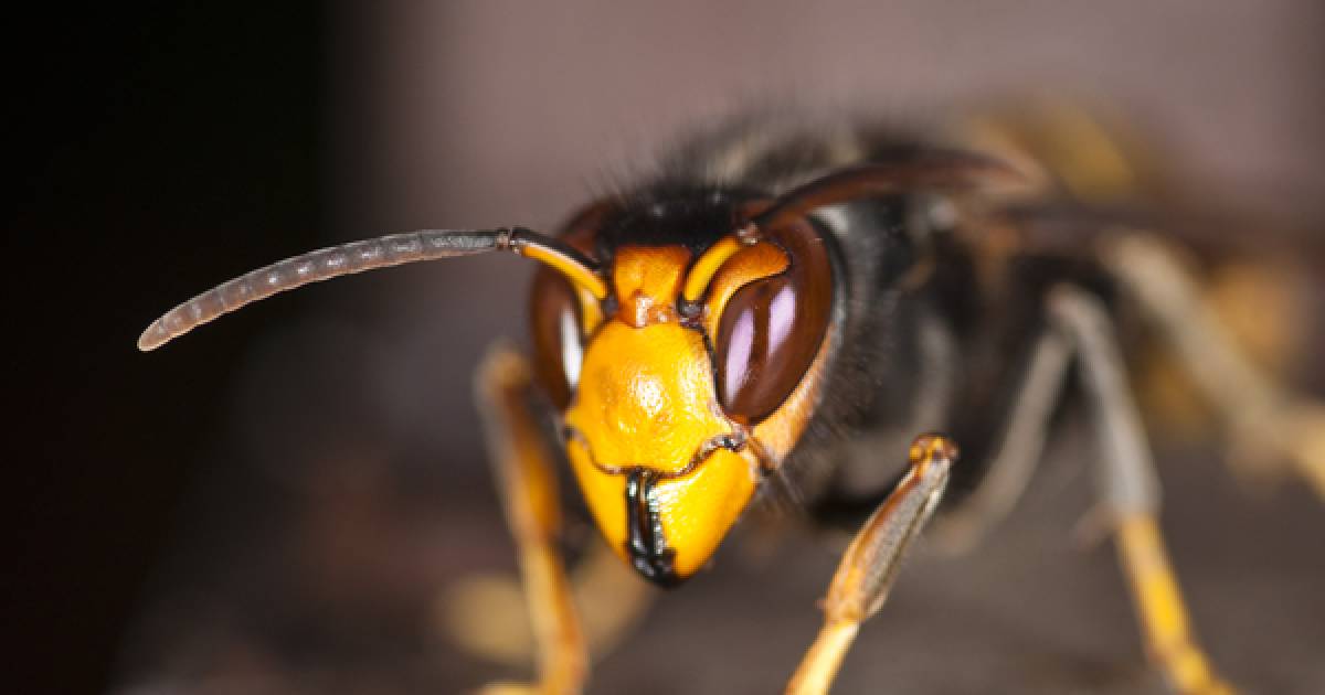 Dennis Mol Vindt Nest Met Wel Honderd Monsterwespen In Zijn Huis Binnenland Destentor Nl
