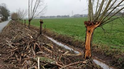 Knotwilgen slachtoffer van populierenkap in Wageningen