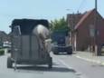 Op beeld is te zien hoe de koe uit de trailer kruipt.