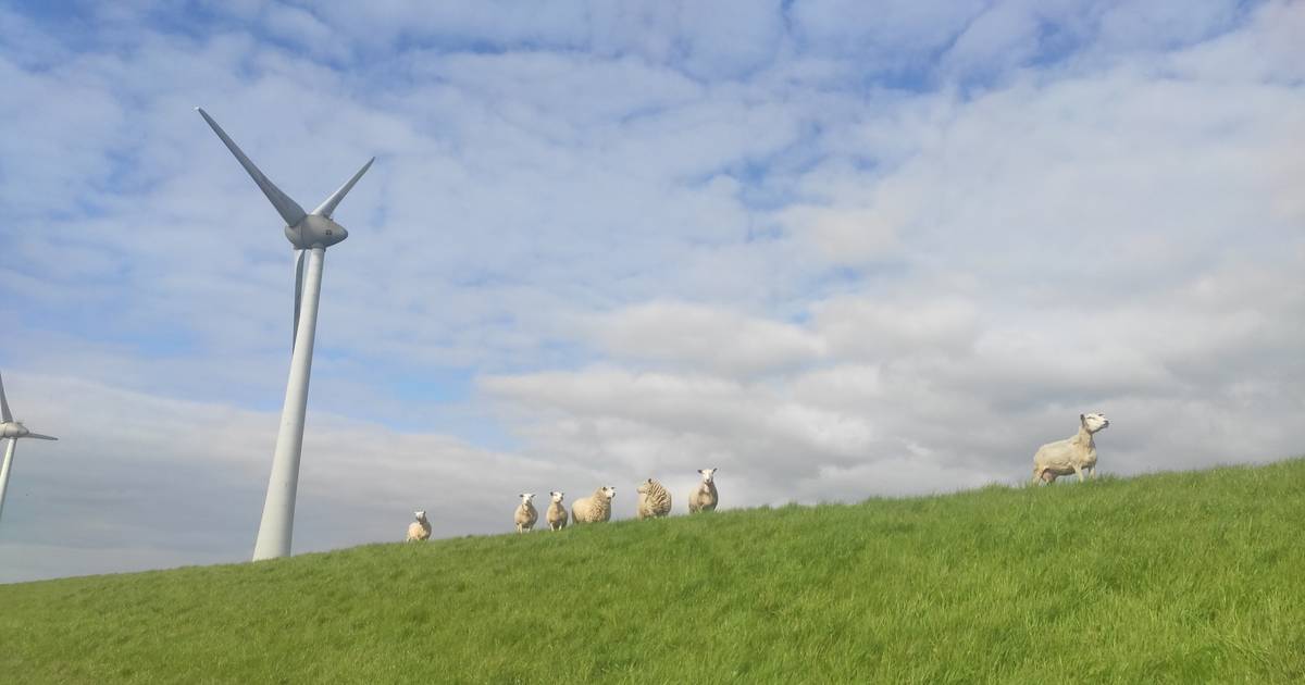 Opnieuw dood schaap aangetroffen, nu in Espel: ‘Er moet opzet in het spel zijn’