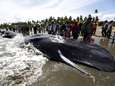 Tien potvissen aangespoeld aan Indonesische kust, vier redden het niet