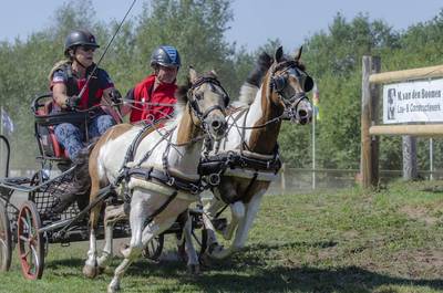 Pony’s hebben nu hun eigen WK in Oostelbeers: ‘Dit is het ondergeschoven kindje van de paardensport’