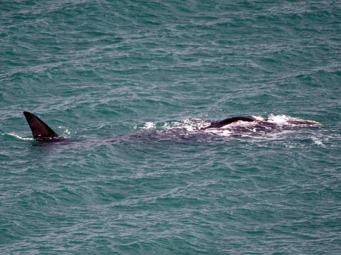 Walvis zorgt voor spektakel in haven van Wellington