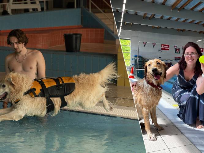 KIJK. Zwembad Merksem sluit de deuren... maar eerst mogen honden nog eens het water in: “Deze dieren zoveel plezier zien hebben, maakt je dag goed”