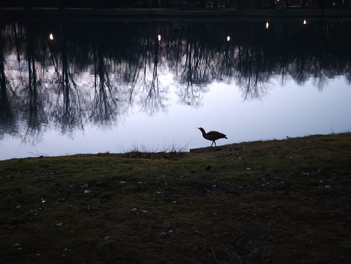 Aan de vogel in deze foto is te zien dat de nachtmodus van de Xiaomi 12 Pro het soms moeilijk heeft om voor een scherpe foto te zorgen.