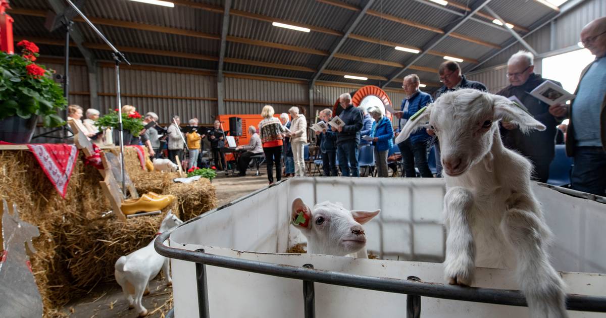 Lege kerken? Honderden mensen bezoeken viering tussen de geiten in Mariënheem