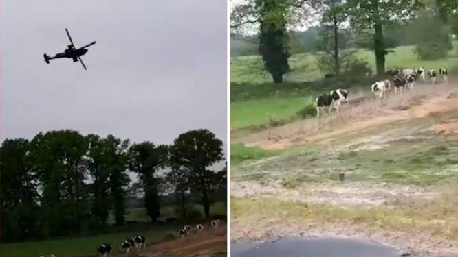 Koeien slaan op hol door gevechtsheli’s boven Raalte: ‘Lekker verantwoordelijk’