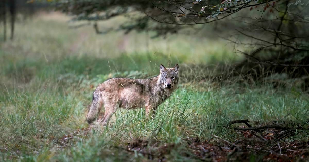 Schapendrama in Luttelgeest: vermoedelijke wolvenaanval eist negen levens | Noordoostpolder