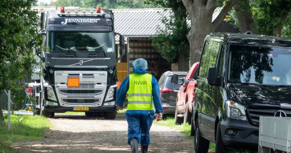 Coronavirus op nertsenfokkerij in Ledeacker, 4500 dieren geruimd | St. Anthonis - De Gelderlander