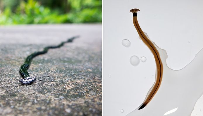 Enkele voorbeelden van platwormen
