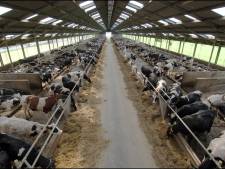 'Miljoenen dieren in veehouderij sterven te vroeg'