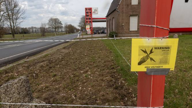 1,4 kilometer schrikdraad en camerabewaking om wildplukkers van tulpen te stoppen: ‘Bosje kost al gauw 15 euro’