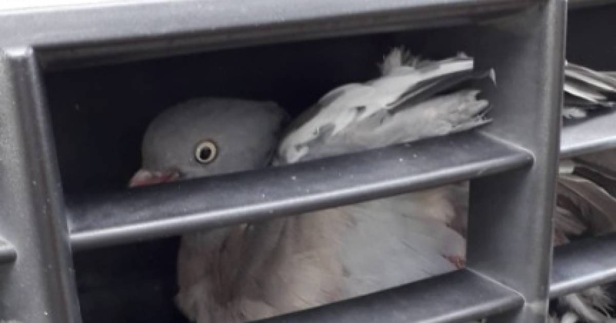 Duif klem achter de grille van een auto na aanrijding in Oss.