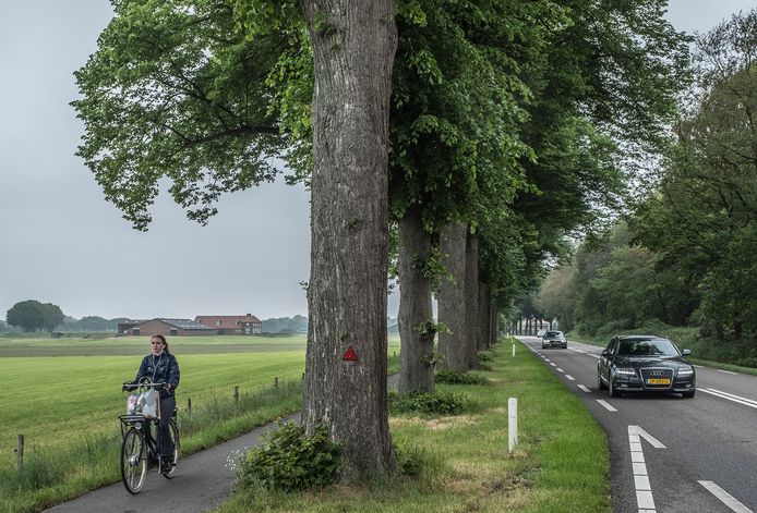 Deze bomen wil de provincie gaan kappen.