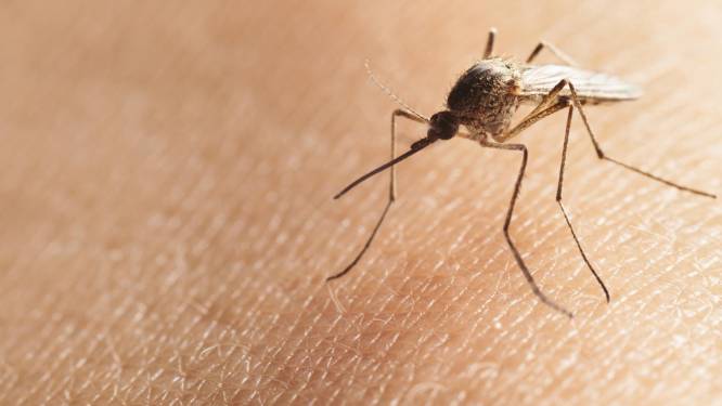 Westnijlvirus Voor Het Eerst In Nederland Aangetroffen Wetenschap Hln Be