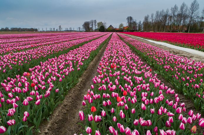 De Tulpen Bloeien Flevoland Maakt Zich Klaar Voor Vroege Invasie Van Toeristen Noordoostpolder Destentor Nl